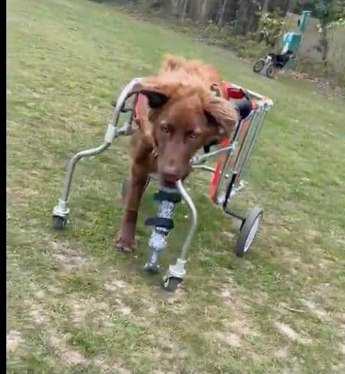 Giselle the disabled dog with prosthetic leg