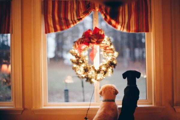 Dogs at Christmas
