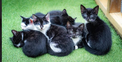 Kittens