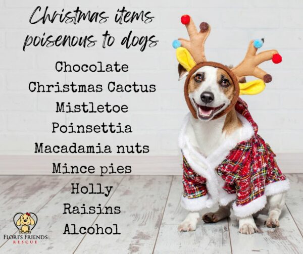 Christmas items poisenous to dogs