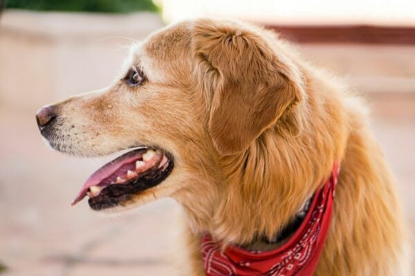 Dog's teeth health