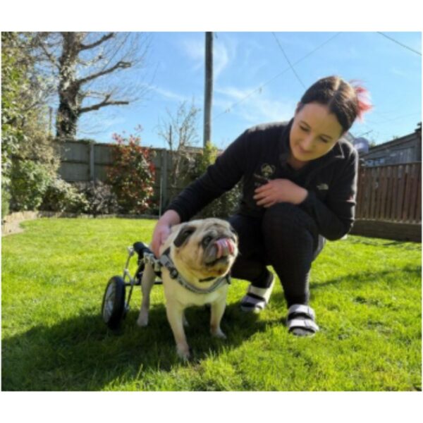 Dog in a wheelchair