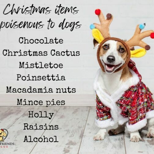 Christmas items poisenous to dogs