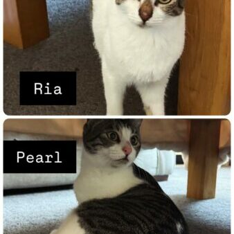 D9C84A17-818A-4F6E-8F42-A260D23FCBB5