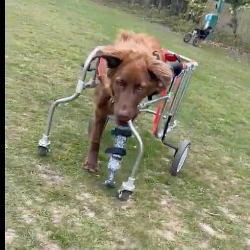 Giselle the disabled dog with prosthetic leg