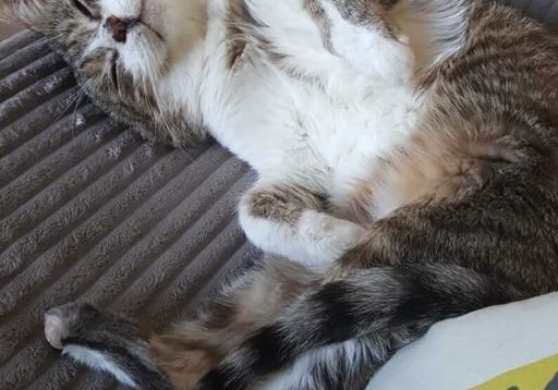 Jack the cat with feline immunodeficiency virus (FIV) Jack the cat with Feline Immunodeficiency Virus (FIV)