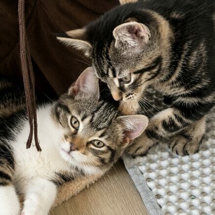 Kitten photo description 2