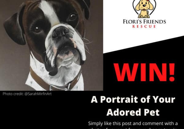 Pet Portrait competition FB (1) Pet Portrait competition FB (1)