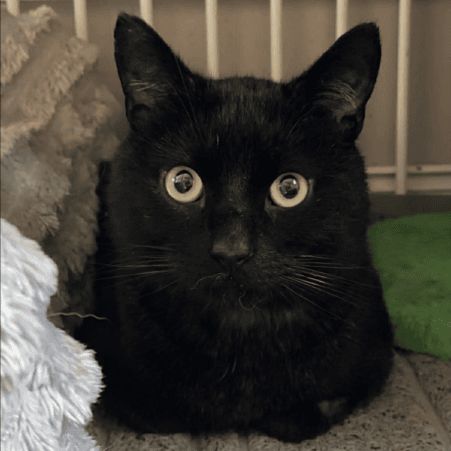 Screenshot 2026-04-02 at 12.18.42