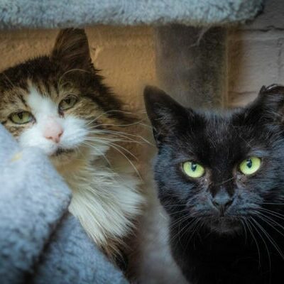 Teddy and Tabitha 2