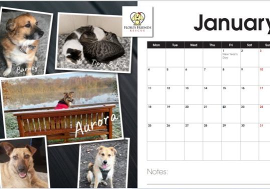 calender Calendar