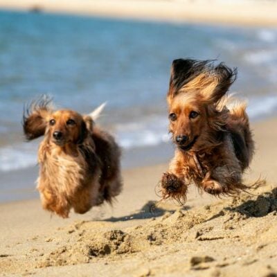 Dogs running on the beach